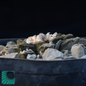 Ariocarpus bravoanus ssp. hintonii