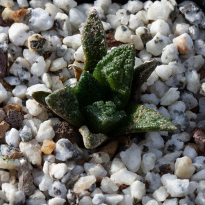 Ariocarpus bravoanus ssp. hintonii, esemplare intero.