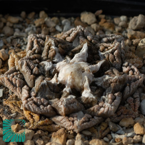 Ariocarpus fissuratus, immagine dell'intero esemplare.