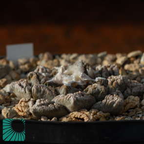 Ariocarpus fissuratus