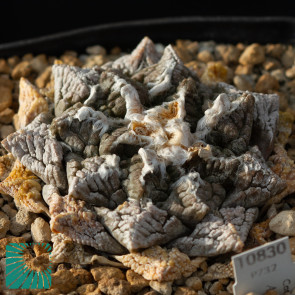Ariocarpus fissuratus, immagine dell'intero esemplare.