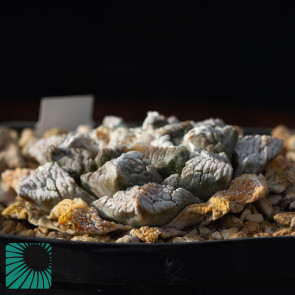 Ariocarpus fissuratus