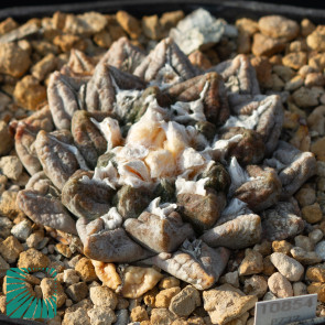 Ariocarpus fissuratus, immagine dell'intero esemplare.