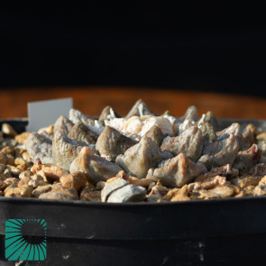 Ariocarpus fissuratus