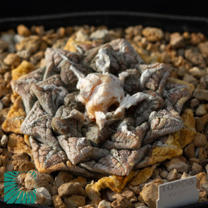 Ariocarpus fissuratus, immagine dell'intero esemplare.