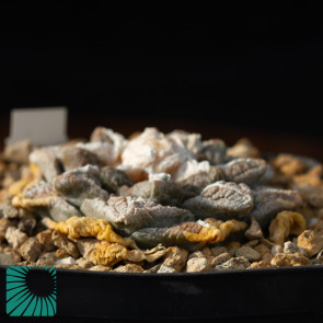 Ariocarpus fissuratus