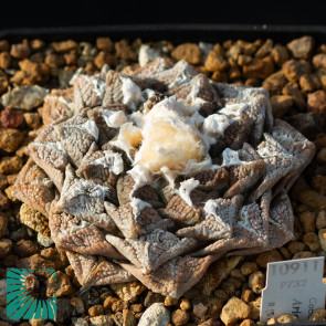 Ariocarpus fissuratus, immagine dell'intero esemplare.