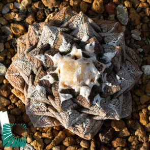 Ariocarpus fissuratus