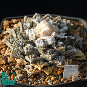 Ariocarpus fissuratus, immagine dell'intero esemplare.
