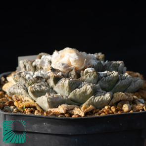 Ariocarpus fissuratus
