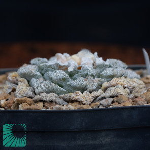 Ariocarpus fissuratus, immagine dell'intero esemplare.