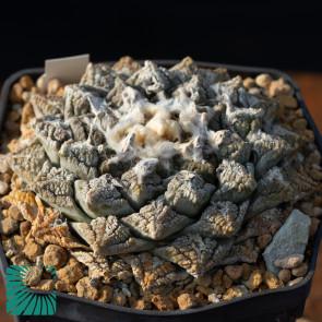 Ariocarpus fissuratus, immagine dell'intero esemplare.