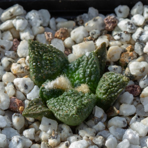 Ariocarpus fissuratus, esemplare intero.