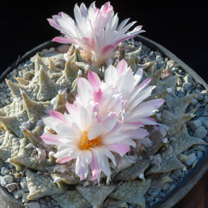 Ariocarpus furfuraceus