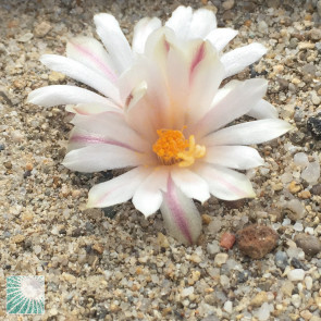 Ariocarpus kotschoubeyanus ssp. albiflorus, esemplare in fiore.