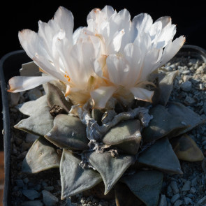 Ariocarpus retusus