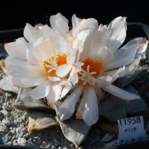 Ariocarpus retusus