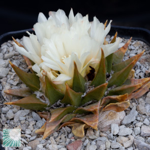 Ariocarpus trigonus, esemplare in fiore. 