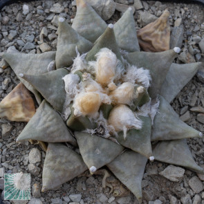 Ariocarpus retusus, immagine dell'intero esemplare.