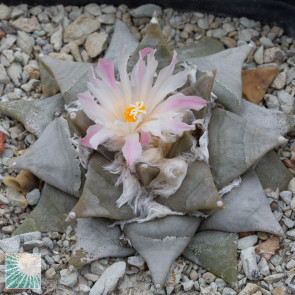 Ariocarpus retusus, esemplare in fiore.