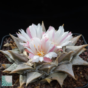 Ariocarpus retusus, esemplare in fiore. 