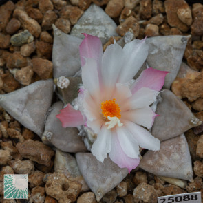 Ariocarpus furfuraceus, esemplare in fiore. 