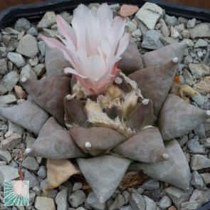 Ariocarpus furfuraceus, esemplare in fiore. 