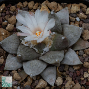 Ariocarpus furfuraceus, esemplare in fiore. 