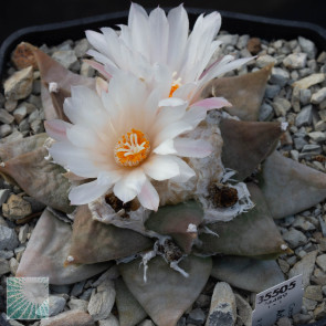 Ariocarpus retusus