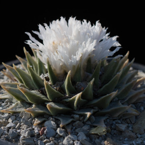 Ariocarpus retusus f. elongatus