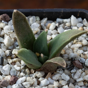 Ariocarpus retusus ssp. scapharostroides, esemplare intero.