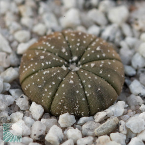 Astrophytum asterias, immagine dell'intero esemplare.