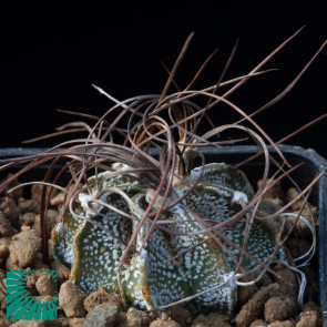 Astrophytum capricorne var. minus, immagine dell'intero esemplare.