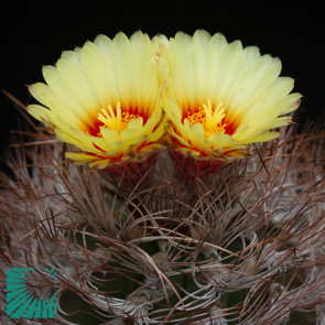Astrophytum capricorne ssp. senile