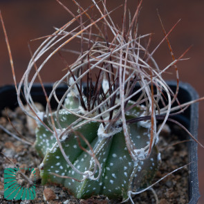 Astrophytum capricorne ssp. senile, immagine dell'intero esemplare.