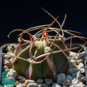 Astrophytum capricorne ssp. senile, immagine dell'intero esemplare.