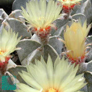 Astrophytum coahuilense