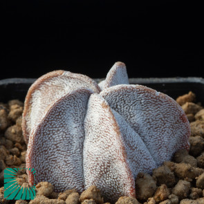 Astrophytum coahuilense, immagine dell'intero esemplare.