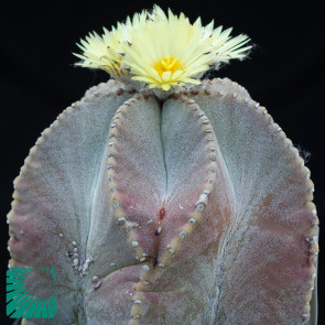 Astrophytum myriostigma