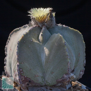 Astrophytum myriostigma var. strongylogonum