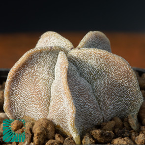 Astrophytum myriostigma var. strongylogonum, immagine dell'intero esemplare.