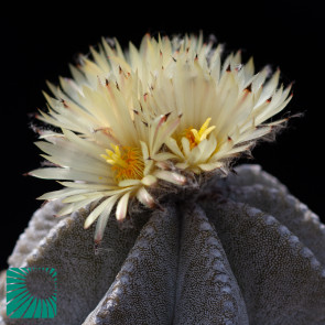 Astrophytum myriostigma var. columnare