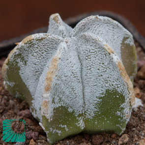 Astrophytum myriostigma var. columnare, immagine dell'intero esemplare.