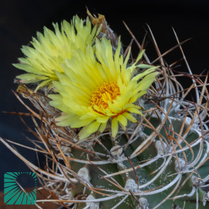 Astrophytum crassispinum