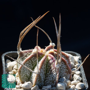 Astrophytum crassispinum, immagine dell'intero esemplare. Forma 'vestita' col fusto riccamente ornato di scaglie cerose.