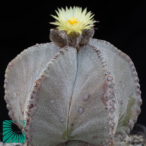 Astrophytum myriostigma var. tulense