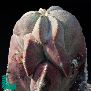 Astrophytum myriostigma var. tulense