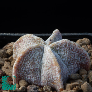 Astrophytum myriostigma var. tulense, esemplare intero.