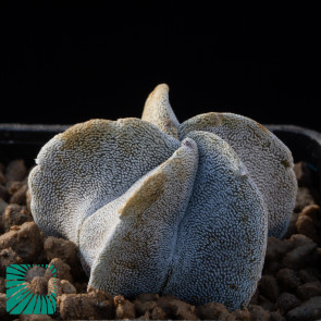 Astrophytum myriostigma var. tulense, immagine dell'intero esemplare.