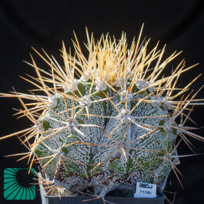 Astrophytum ornatum